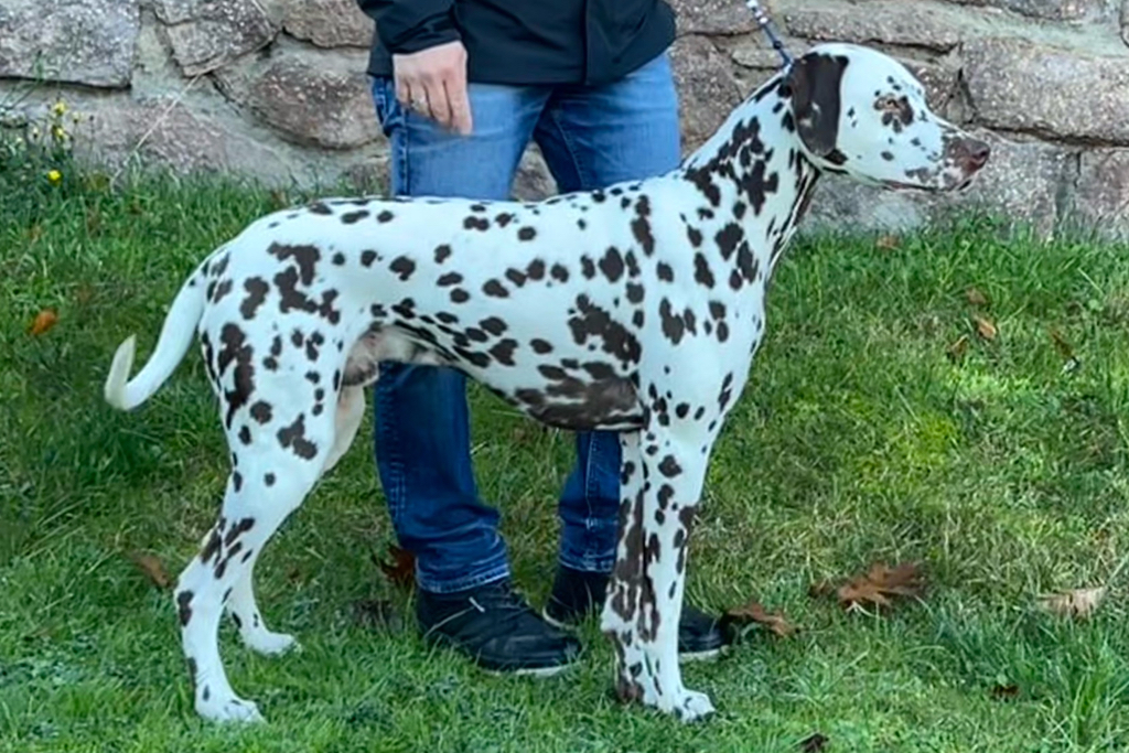 Dobby vom Gohliser Schlösschen (w/b)