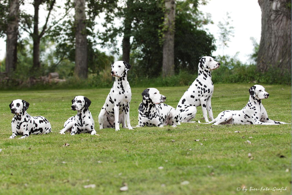 Dalmatiner auf der Grüne Woche 2023 