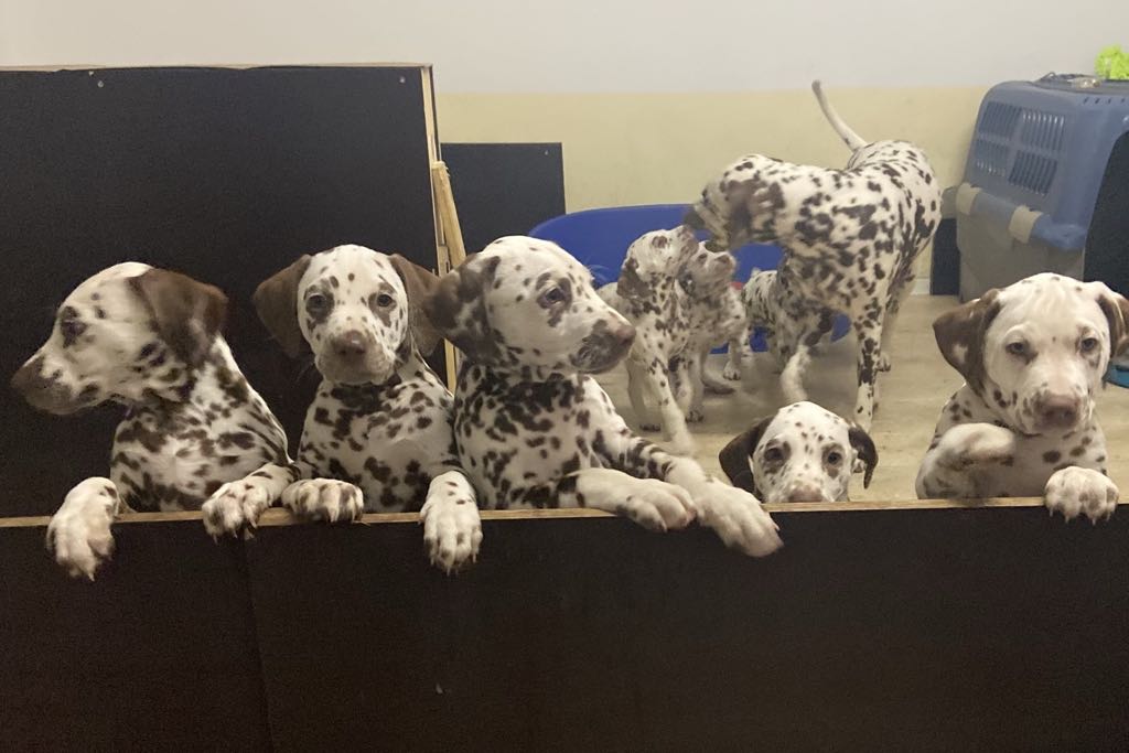 Damian vom Gohliser Schlösschen (w/b)